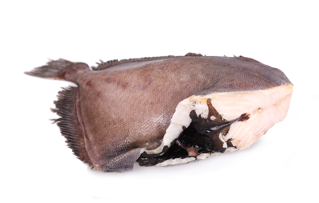 Peixe-Galo da Nova Zelândia