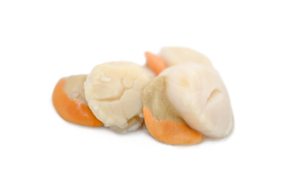 Miolo vieira c/ coral 17/26