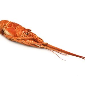 088201_lagosta_brasil_1